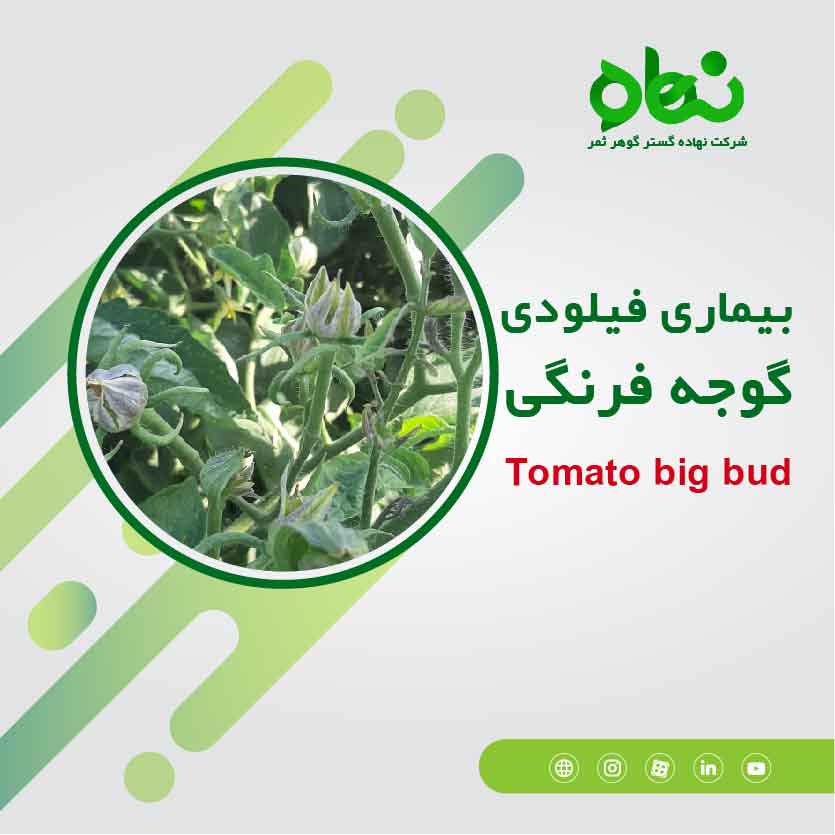 بیماری فیلودی گوجه فرنگی